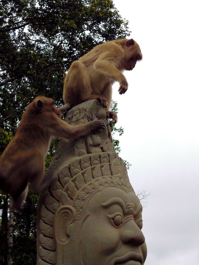 aapjes bij angkor thom